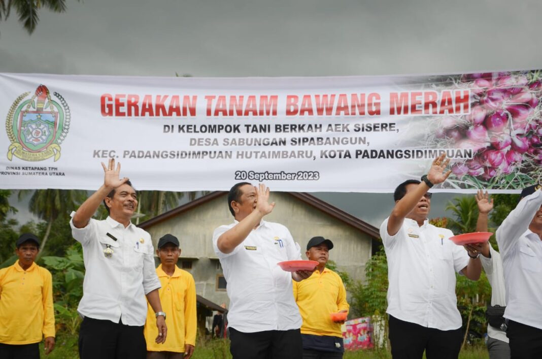 Wali Kota Irsan Efendi Nasution Tanam Bawang Merah Perdana Di Desa