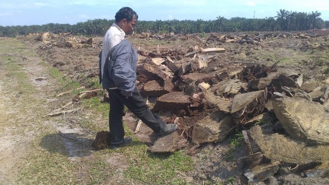 PT. PN 4 Unit Kebun Aek Nauli, Proyek Peremajaan Tanaman Kelapa Sawit Dikerjakan Asal Jadi