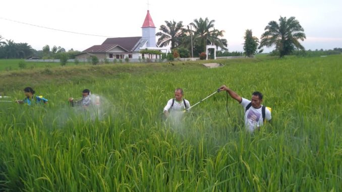 BASMI HAMA WERENG, PETANI PADI HUTA BAYU, ADAKAN PENYEMPROTAN MASSAL