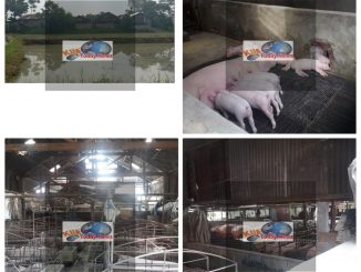 Peternakan babi Ilegal alias tak berizin bebas beroperasi yang beralamat di Silomange Kelurahan Mekar Nauli Kecamatan Siantar Marihat Kota Pematangasiantar.