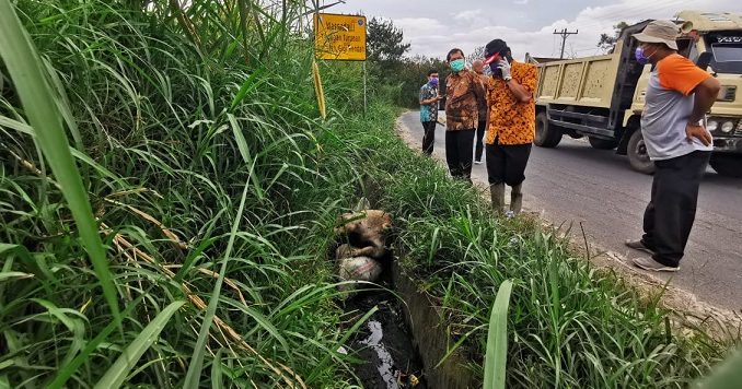 Ket: foto : bupati karo Terkelin didampingi sejumlah OPD menyisir saluran parit dan ditemukan bangkai babi yang sudah bau dan membusuk. foto terkelinbukit