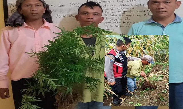 Ferdinan Girsang beserta barang bukti tanaman ganja sebanyak (9) sembilan Batang setinggi kira kira 50 Cm diamankan ke Mapolsek Saribu Dolok