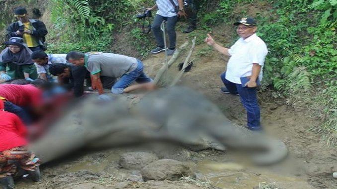 Plt Walikota Medan meninjau pelaksanaan otopsi gajah usia 55 tahun yang mati di Medan Zoo.