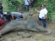 Plt Walikota Medan meninjau pelaksanaan otopsi gajah usia 55 tahun yang mati di Medan Zoo.