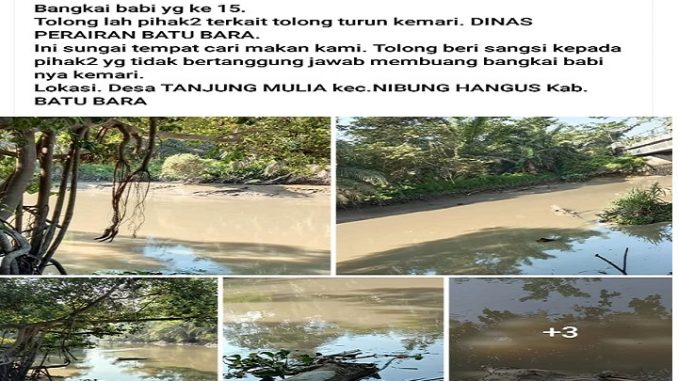 Kembali Muncul Bangkai Babi Sangkut di Kali Desa Tanjung Mulia Batu Bara