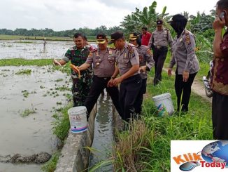 Kapolres Batu Bara AKBP H. Ikhwan Lubis, SH, MH Turun Kolam Ranen Raya Ikan Mas Kelompok tani Dosroha Binaan Bhabinkamtibmas di Desa Cahaya Pardomuan Kecamatan Datuk Lima puluh Kabupaten Batu Bara. Kamis, 13/02/2020