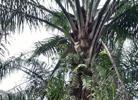 kasus pencurian Tandan Buah Segar (TBS) kelapa sawit semakin marak terjadi di PTPN IV khususnya di areal HGU milik Unit Kebun Marihat.