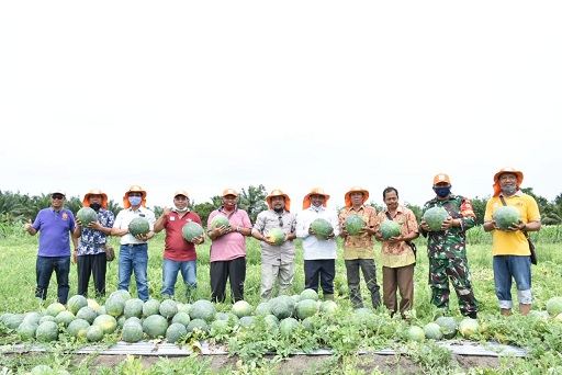 Wakil Bupati Serdang Bedagai (Wabup Sergai) H Darma Wijaya melakukan panen Semangka Perdana bersama Gabungan Kelompok Tani (Gapoktan) Seiya Sekata di Desa Kerapuh Kecamatan Dolok Masihul, Jumat (29/5/2020)