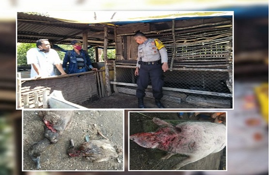 Saut Simanjuntak, pemilik hewan ternak babi, ayam dan bebek pada Sabtu pagi (13/06/2020), yang menemukan bangkai ayam dan bebek miliknya dalam kondisi terluka pada bagian leher.