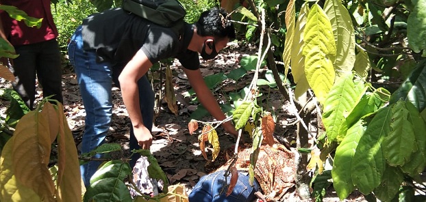 Jasad ditemukan warga ditengah ladang coklat sudah dalam keadaan tidak bernyawa pada Kamis (25/06/2020) sekira pukul 12.30 Wib