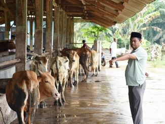 Wakil Bupati Serdang Bedagai (Wabup Sergai) H Darma Wijaya, SE berikan hewan Qurban 16 ekor Sapi kepada Masyarakat Sergai pada Hari Raya Idul Adha 1441 H /2020 M, Jum'at (31/07/2020) pukul 10:00 WIB.