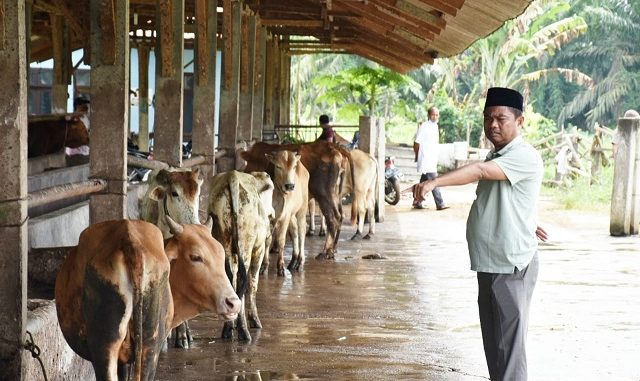 Wakil Bupati Serdang Bedagai (Wabup Sergai) H Darma Wijaya, SE berikan hewan Qurban 16 ekor Sapi kepada Masyarakat Sergai pada Hari Raya Idul Adha 1441 H /2020 M, Jum'at (31/07/2020) pukul 10:00 WIB.