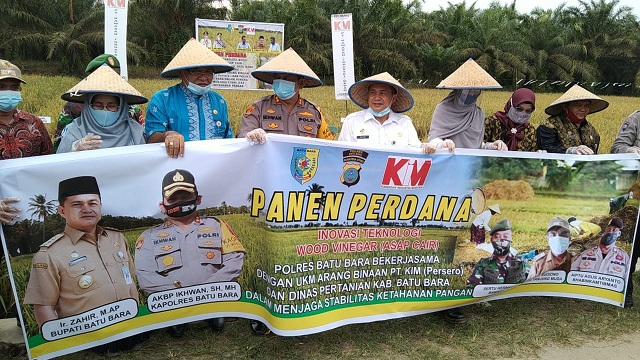 Panen Padi Perdana dengan Inovasi Teknologi Wood Vinegar (Asap Cair) di Dusun 1 Desa Tanjung Muda Kecamatan Air Putih Kabupaten Batu Bara, Kamis, 16/7/2020 sekira pukul 14.00 wib.