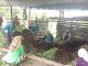 Para petani yang bergabung dalam Kelompok Tani Lestari Desa Salaon Dolok Kecamatan Ronggurnihuta