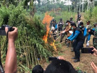 Pemusnahan ladang ganja di Dusun Cot Rawatu Desa Jurong Kec. Sawang Kab. Aceh Utara, Provinsi Aceh, Selasa (25/8).