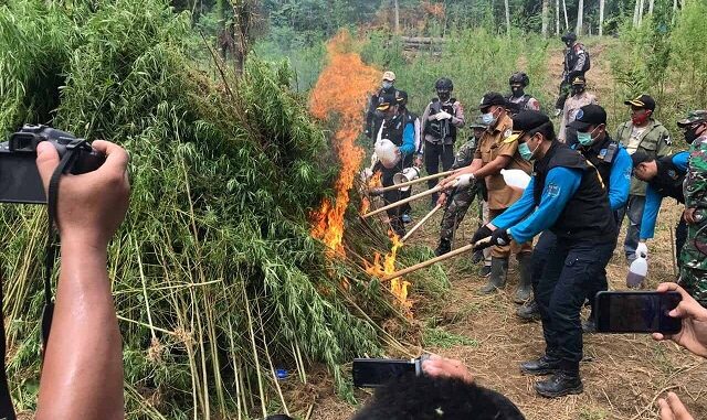 Pemusnahan ladang ganja di Dusun Cot Rawatu Desa Jurong Kec. Sawang Kab. Aceh Utara, Provinsi Aceh, Selasa (25/8).