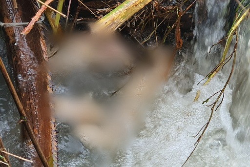 temuan sesosok mayat di duga anak laki laki di aliran sungai Bah Bolon wilayah tersebut, Minggu (02/08/2020) sekira pukul 07.00 WIB.
