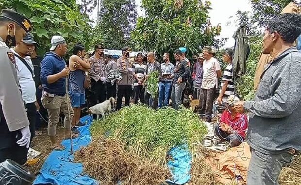 Polres Karo menemukan areal ladang ganja siap panen di Desa Beganding, qSimpang Empat, Karo.