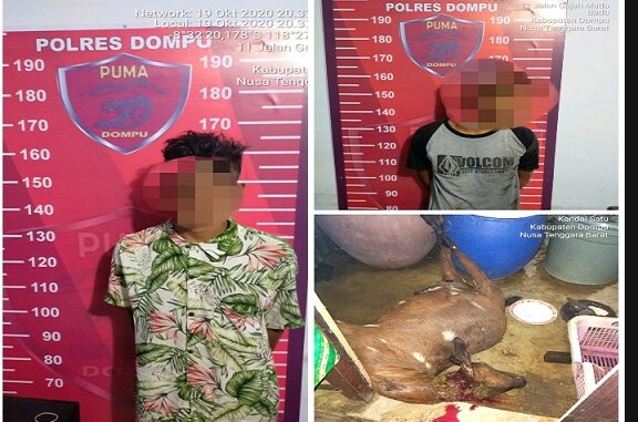 Dua pria ditangkap Polisi karena mencuri seekor kambing