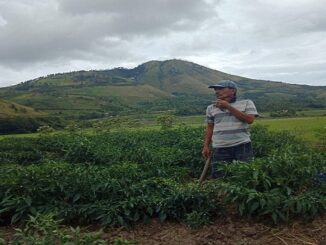 Salah seorang petani di Samosir
