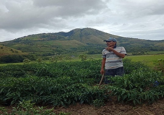 Salah seorang petani di Samosir