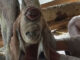 Screeshoot Photo : Anak kambing bermata satu lahir di Simalungun