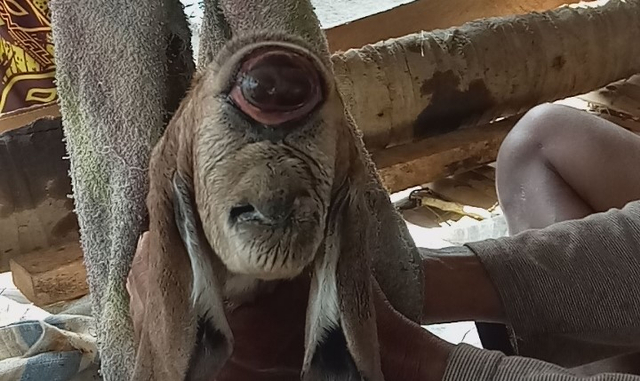 Screeshoot Photo : Anak kambing bermata satu lahir di Simalungun