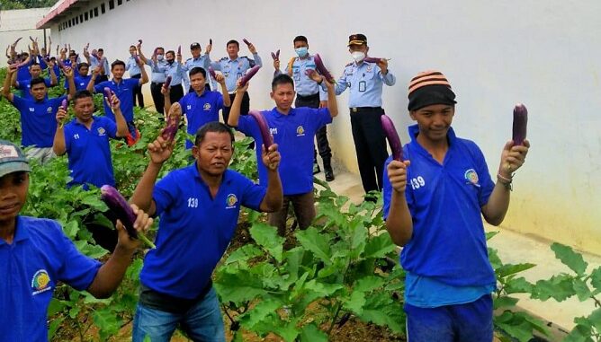 Warga Binaan Pemasyarakatan (WBP) Lapas Way Kanan Berhasil Panen Raya Perdana Tanaman Terong di area Sarana Asimilasi Edukasi (SAE) Narapidana , Senin (22/03)